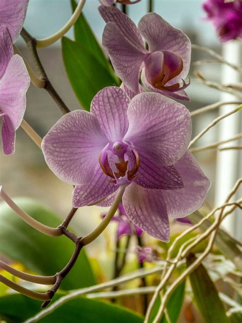 The Art of Phalaenopses Orchids: From Seed to Blooms